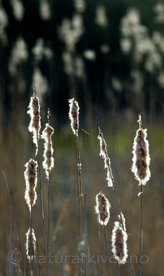 BB 05 0351 / Typha latifolia / Brei dunkjevle